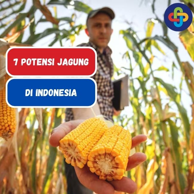 Indonesia: Mengenal 7 Potensi Jagung